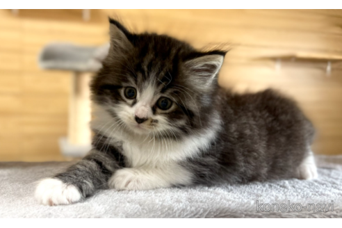 成約済の千葉県のサイベリアン-89266の3枚目